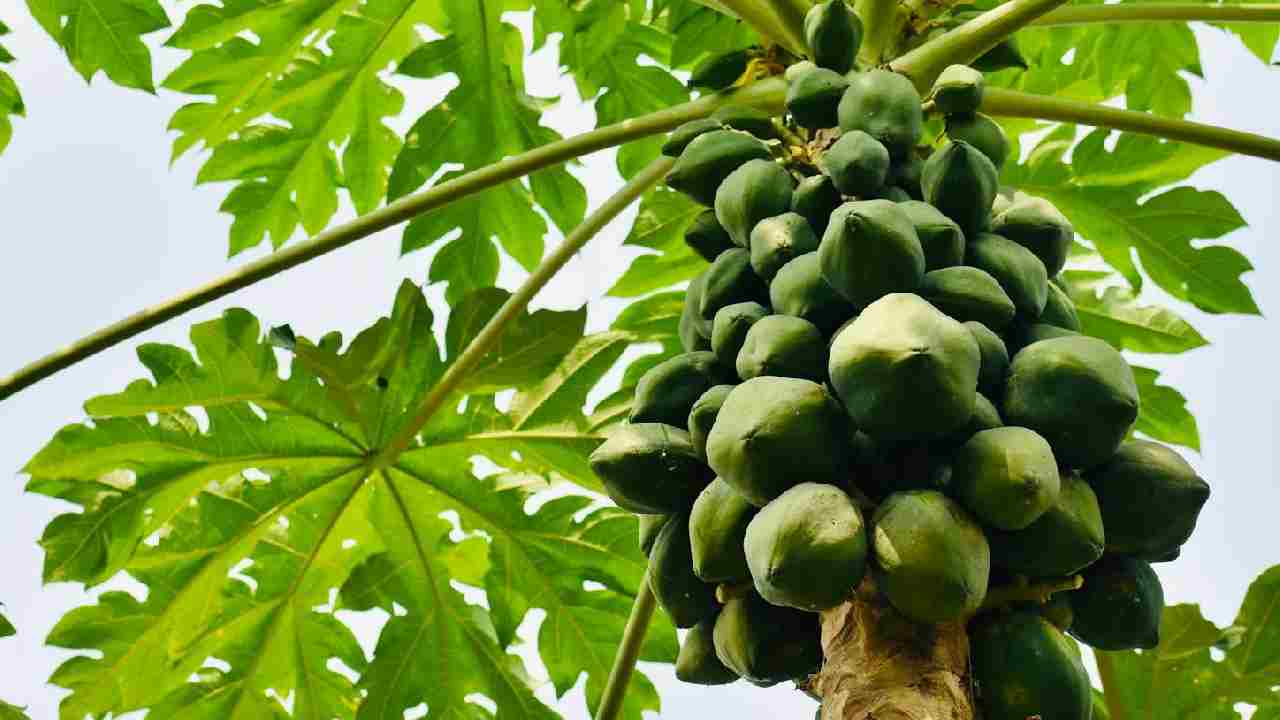पपीते का पेड़ अब गमले में! जानिए कैसे उगाएं ताजे फल