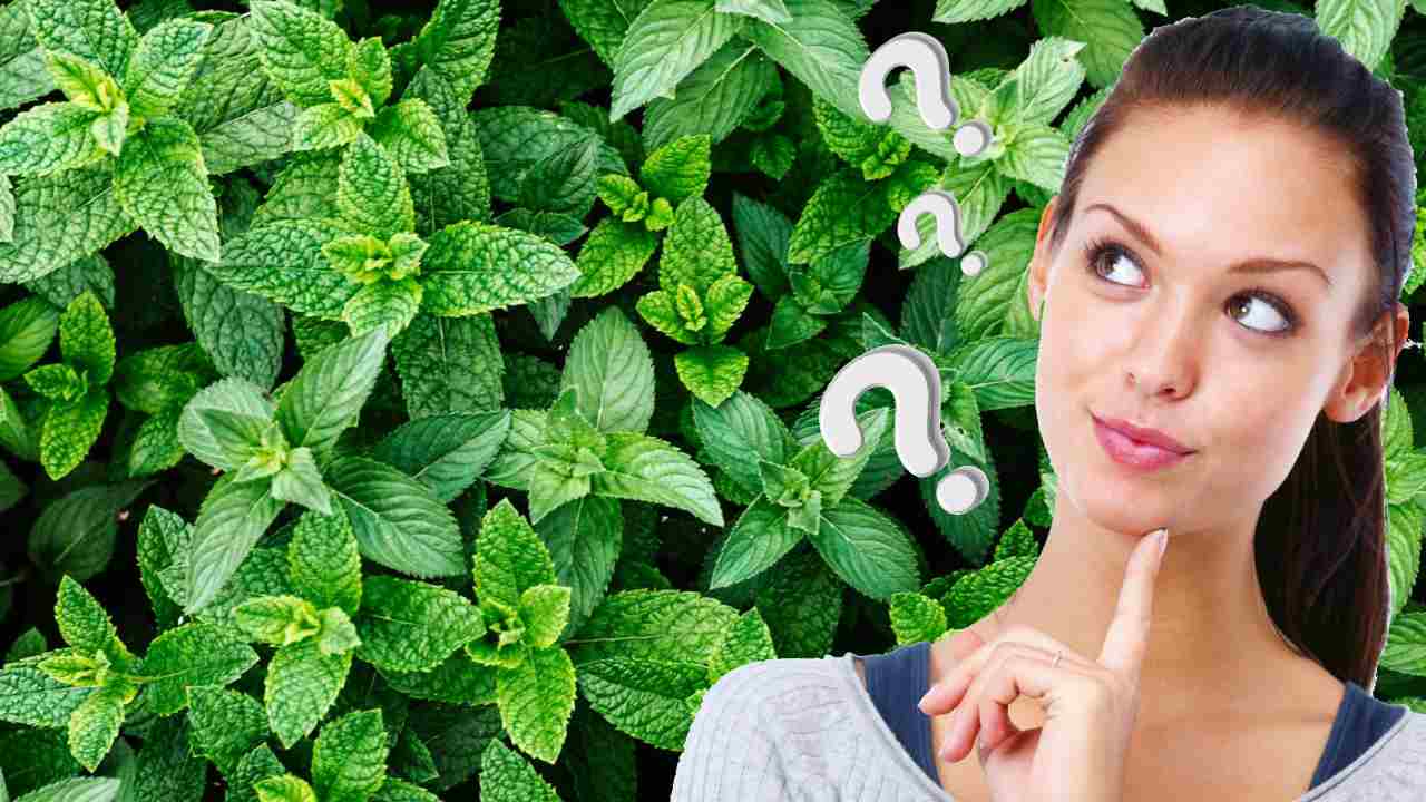 पेड़-पौधों का रंग हरा क्यों होता है? जानें इसके पीछे का वैज्ञानिक कारण