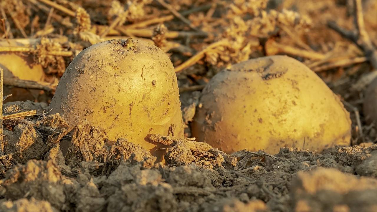 घर के गार्डन में आलू उगाना हुआ आसान, जानिए कब और कैसे करें खेती