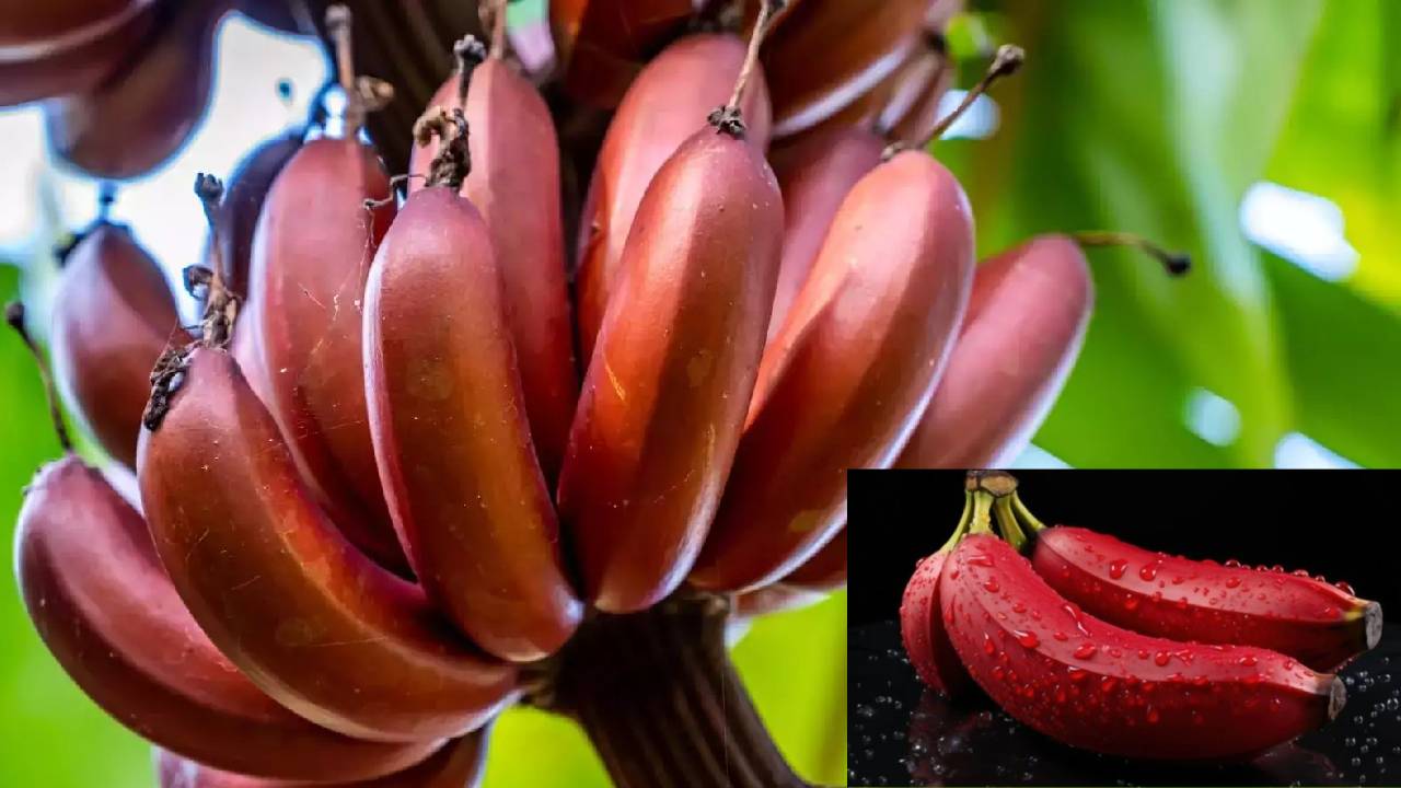 लाल केले की खेती से किसान होंगे मालामाल, जानें इससे जुड़ी पूरी जानकारी