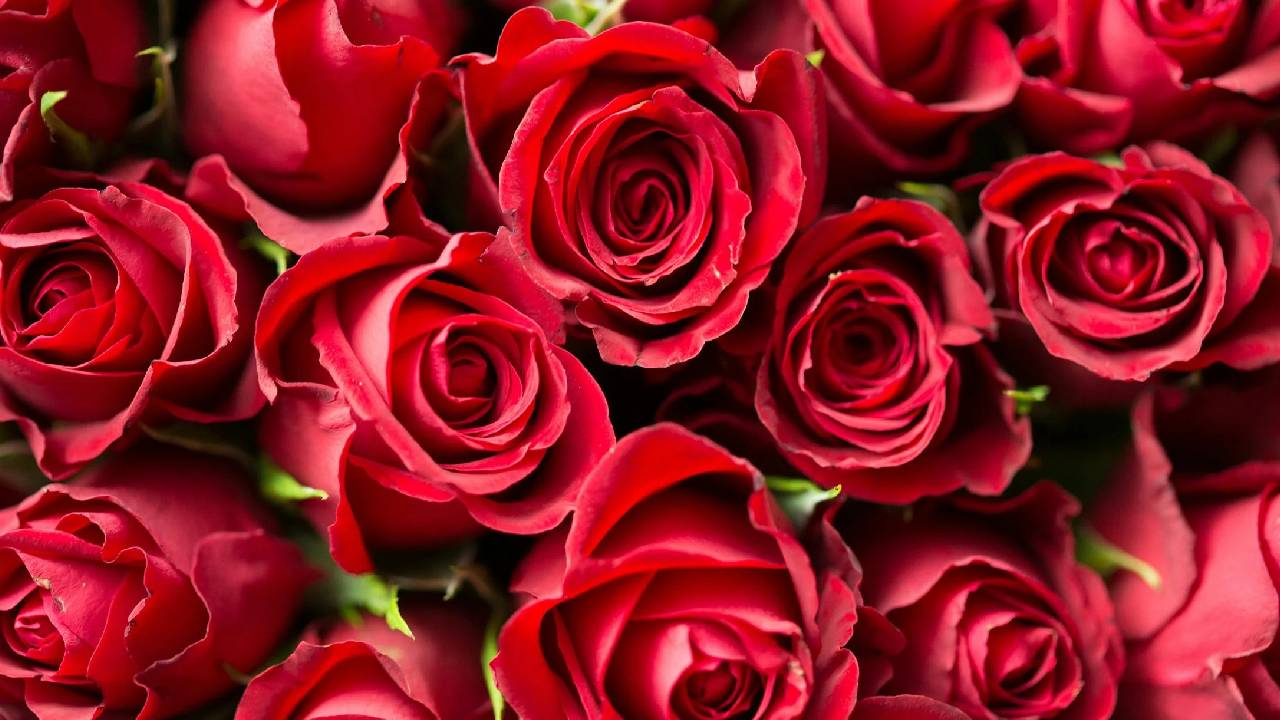 दुनिया के 7 सबसे महंगे गुलाब, कीमत और खूबसूरती दोनों में बेमिसाल