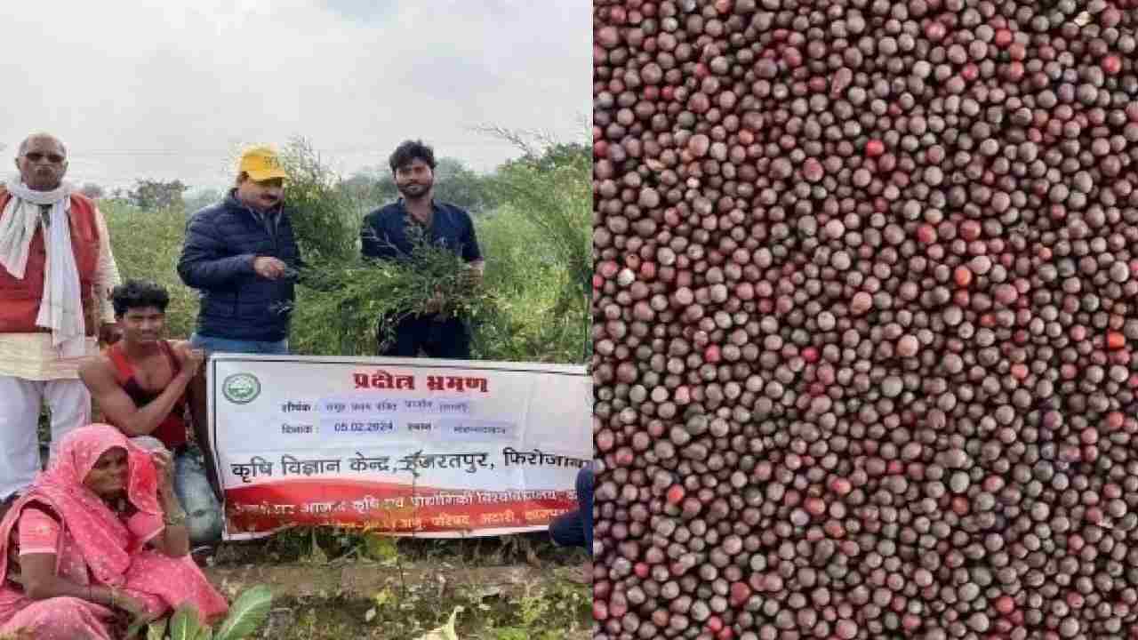 उत्तर प्रदेश के किसान ने बनाई अलग पहचान, बीज बेचकर कर रहा लाखों की कमाई