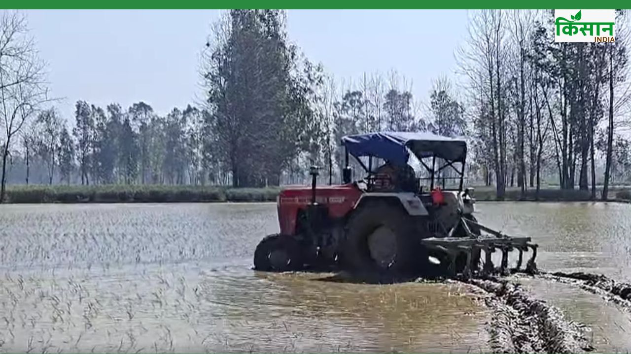 साठा धान की खेती पर क्यों लगा है बैन? डीएम ने खड़ी फसल पर चलवाया ट्रैक्टर