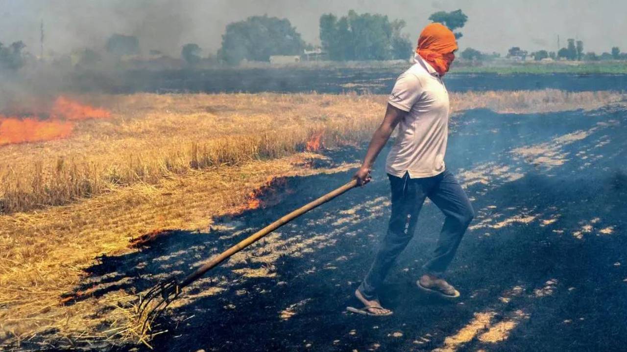 MSP और बाजार की कमजोरियों ने किसानों को पराली जलाने पर किया मजबूर: रिपोर्ट