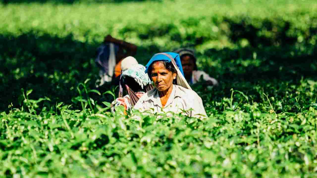 भारत बना दुनिया का दूसरा सबसे बड़ा चाय निर्यातक, श्रीलंका को पीछे छोड़ा