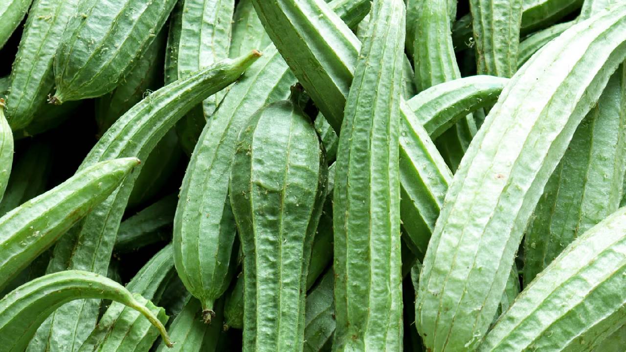 तोरई या सरसों, जानिए कम समय में कौन सी फसल ज्यादा मुनाफेदार?