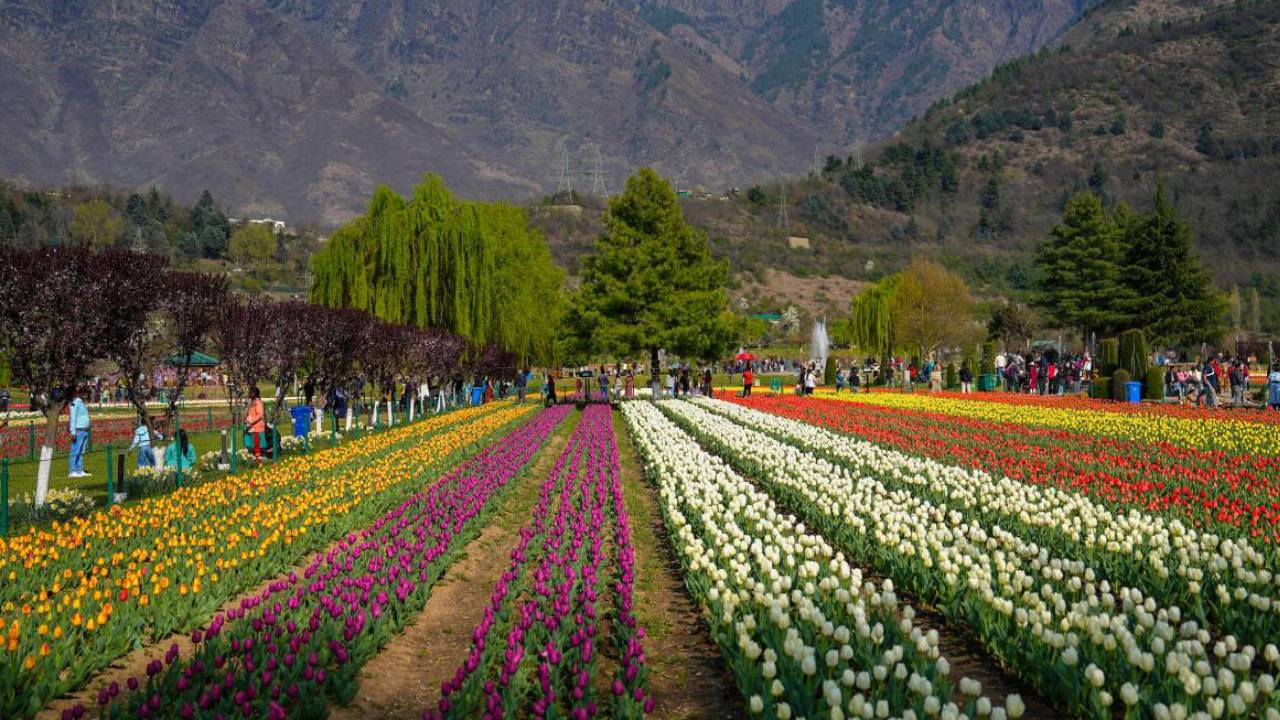 एशिया का सबसे बड़ा ट्यूलिप गार्डन खुलने को है तैयार, श्रीनगर में तैयारियां जोरों पर