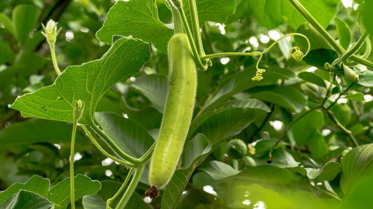 अप्रैल की गर्मी में करें इन 4 फसलों की बुवाई, होगा जमकर फायदा!