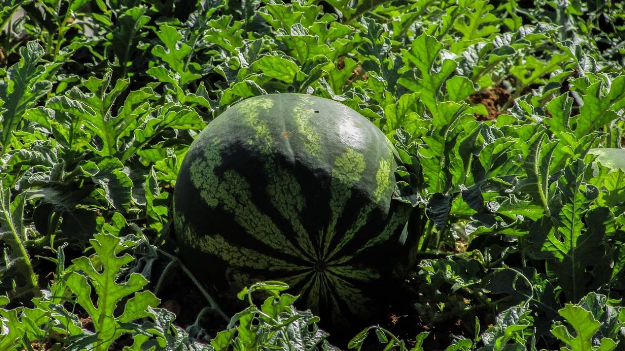 सही समय और तकनीक से करें तरबूज की खेती, मुनाफा होगा दोगुना