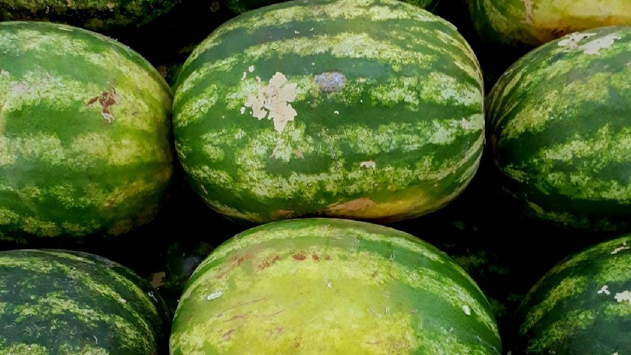 कम लागत में कमाएं लाखों, किसान ऐसे करें तरबूज की खेती