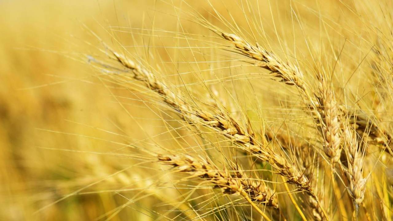 देश में गेहूं की फसल इस बार सारे राज्‍यों में अच्‍छी, राजस्‍थान में गिरी पैदावार