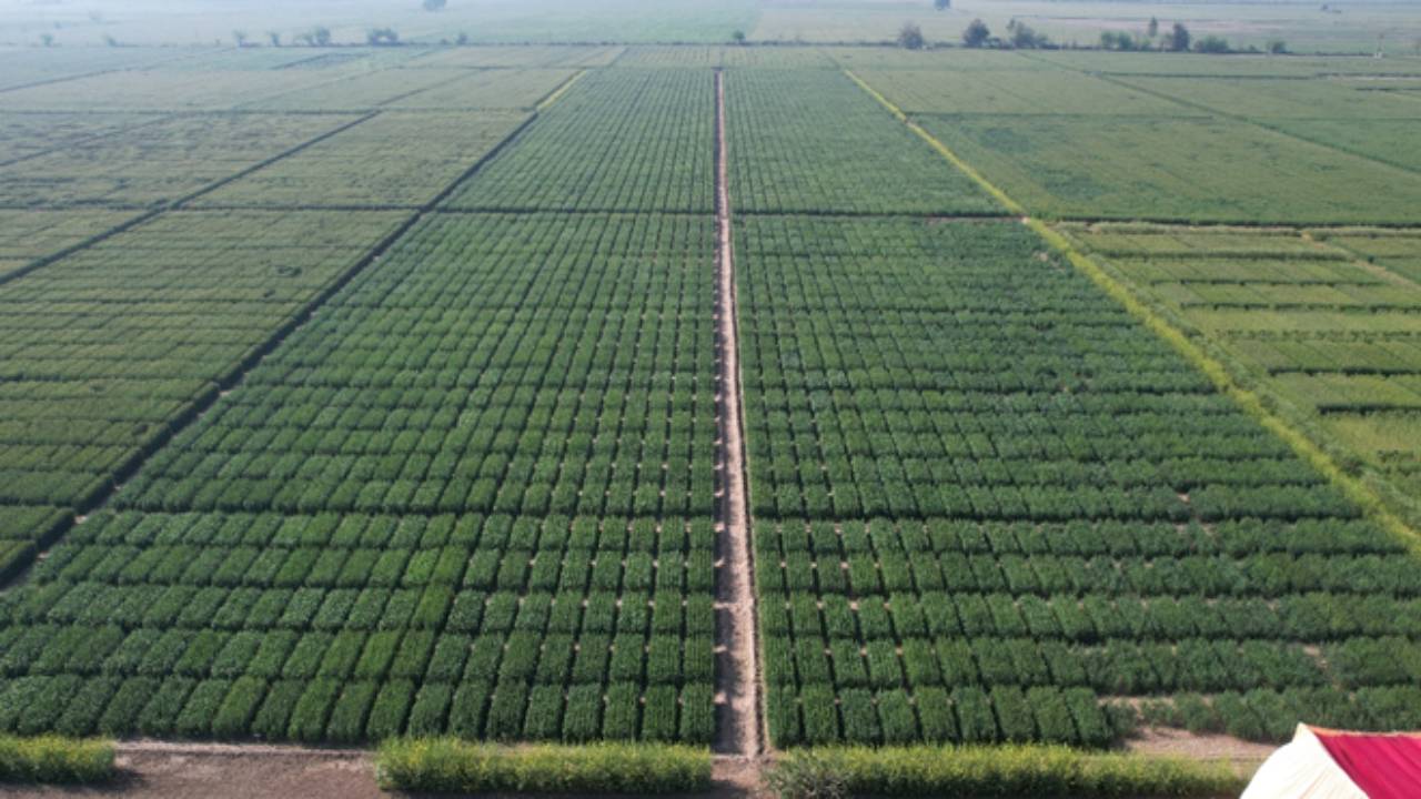 लुधियाना में Wheat Field Day, 100 से ज्‍यादा वैज्ञानिकों ने परखा फसल को