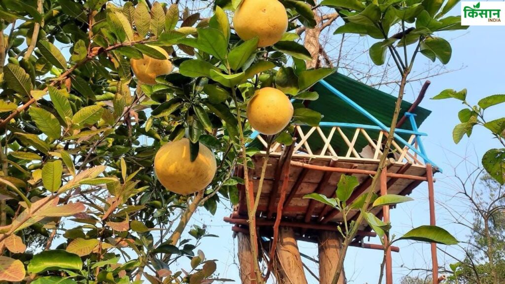 गोबर से लिपा घर जो तापमान को नियंत्रित करने में मददगार है. यहां पर चारपाई पर सोने की देसी व्यवस्था विदेशी सैलानियों को खासा पसंद आती है. इसके साथ ही चूल्हे पर बनी रोटी का स्वाद उन्हें इतनी पसंद आती है की वे इसे सीखने की कोशिश भी करते हैं. गोबर से लिपा घर जो तापमान को नियंत्रित करने में मददगार है. यहां पर चारपाई पर सोने की देसी व्यवस्था विदेशी सैलानियों को खासा पसंद आती है. इसके साथ ही चूल्हे पर बनी रोटी का स्वाद उन्हें इतनी पसंद आती है की वे इसे सीखने की कोशिश भी करते हैं.