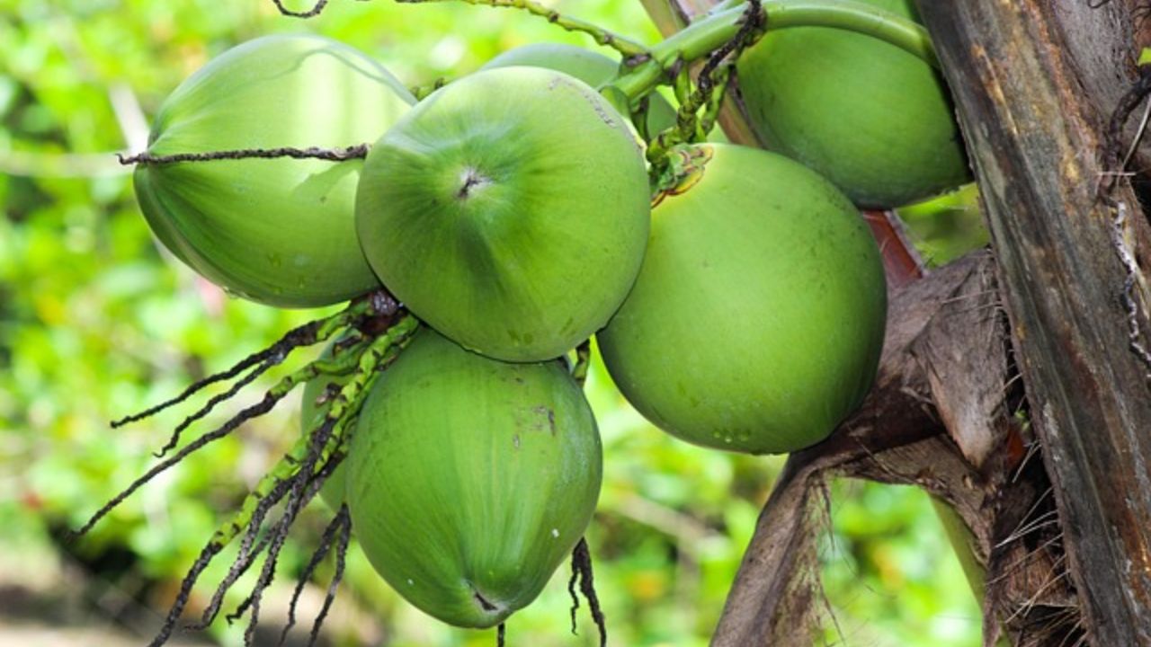 नारियल की फसल गिर रही है समय से पहले? जानें इसके कारण और समाधान