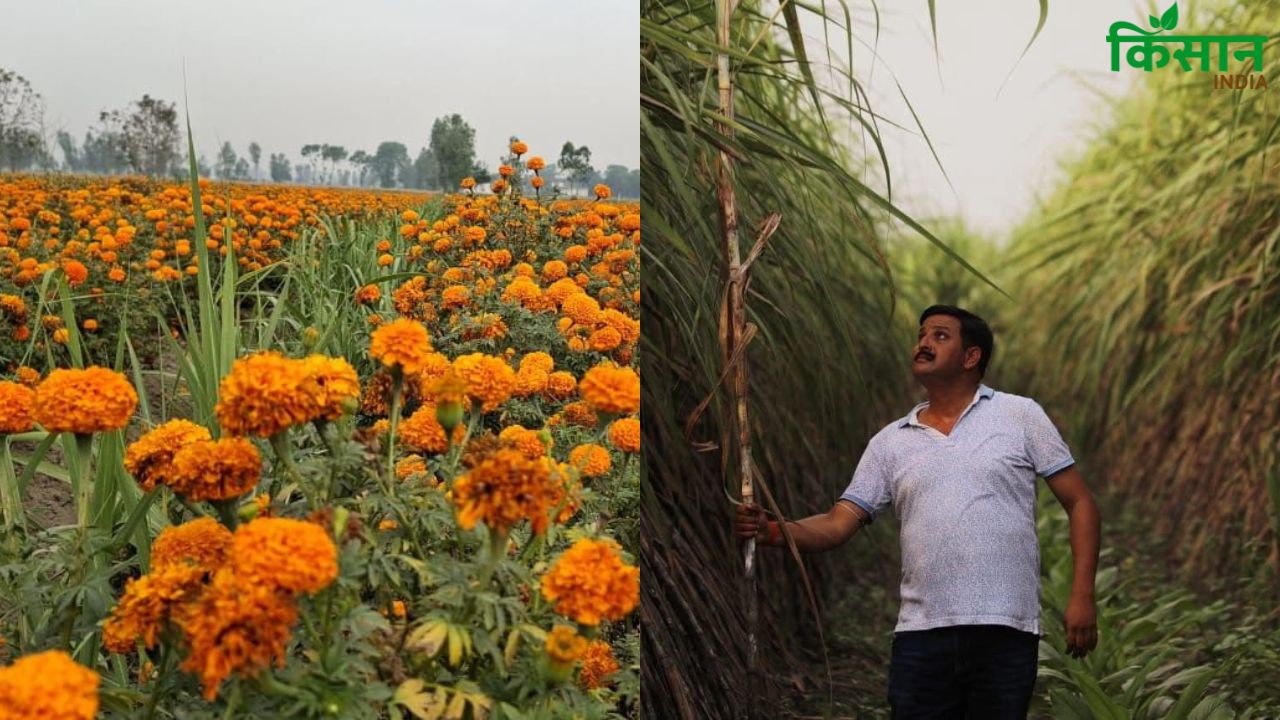 गन्ने की खेती में इतिहास बना रहे किसान अचल, मल्टीक्रॉप तकनीक ने बढ़ाई उपज