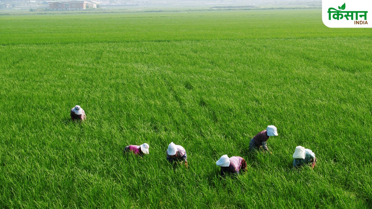 किसानों को कम ब्याज पर लोन दे रही सरकार, AgriSURE फंड से दूर हो रही वित्तीय संकट