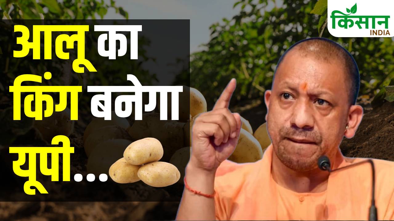 यूपी बनेगा किंग ऑफ वेजिटेबल्स..कई शहरों में आलू विकास केंद्र खोलने की घोषणा