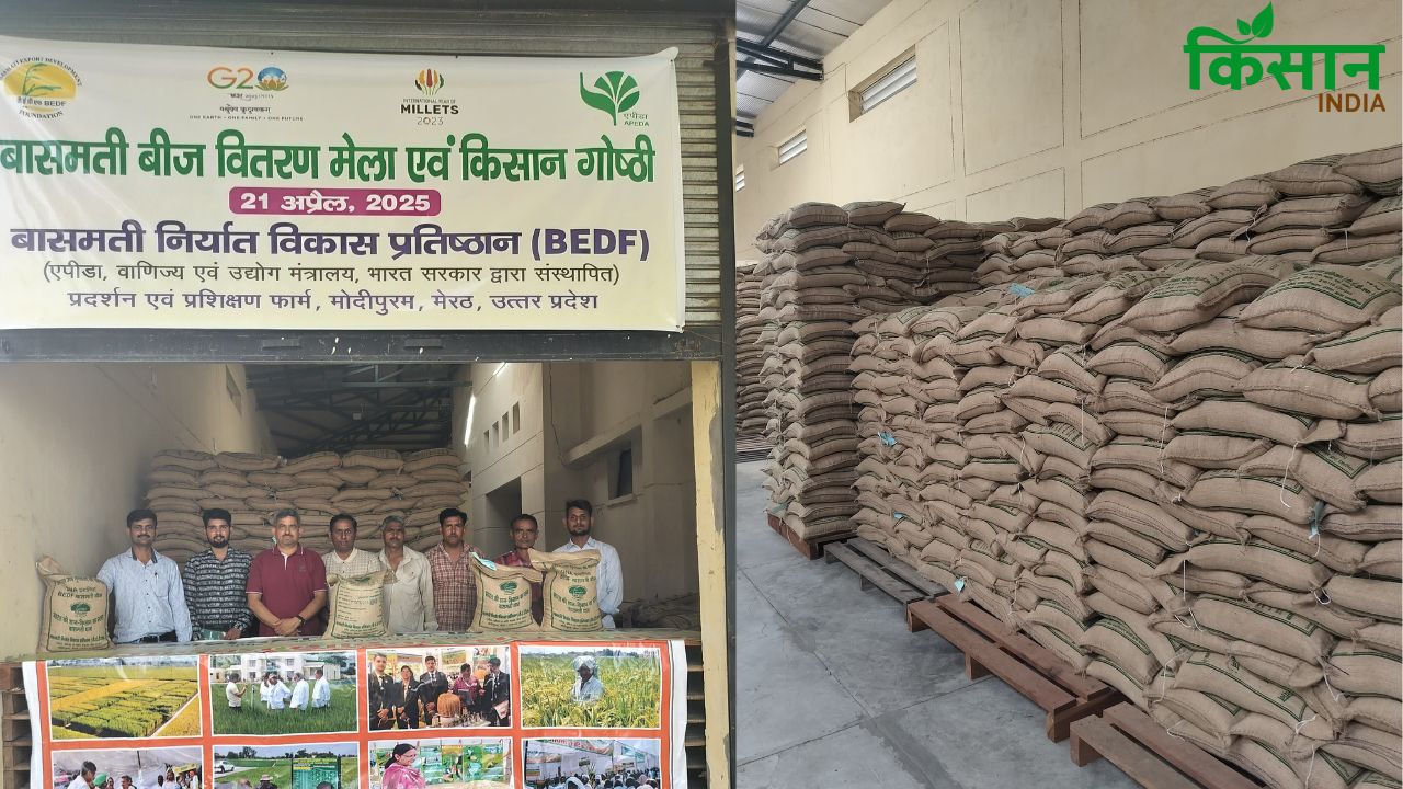 किसानों को 100 रुपये में मिलेंगे बासमती धान के बीज, इस जगह से खरीदें