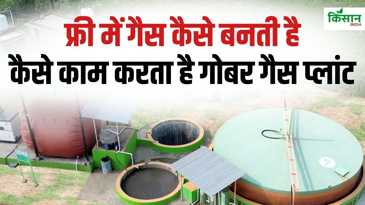 कैसे काम करता है गोबर गैस प्लांट, जानें घर पर कैसे बनाएं बायोगैस