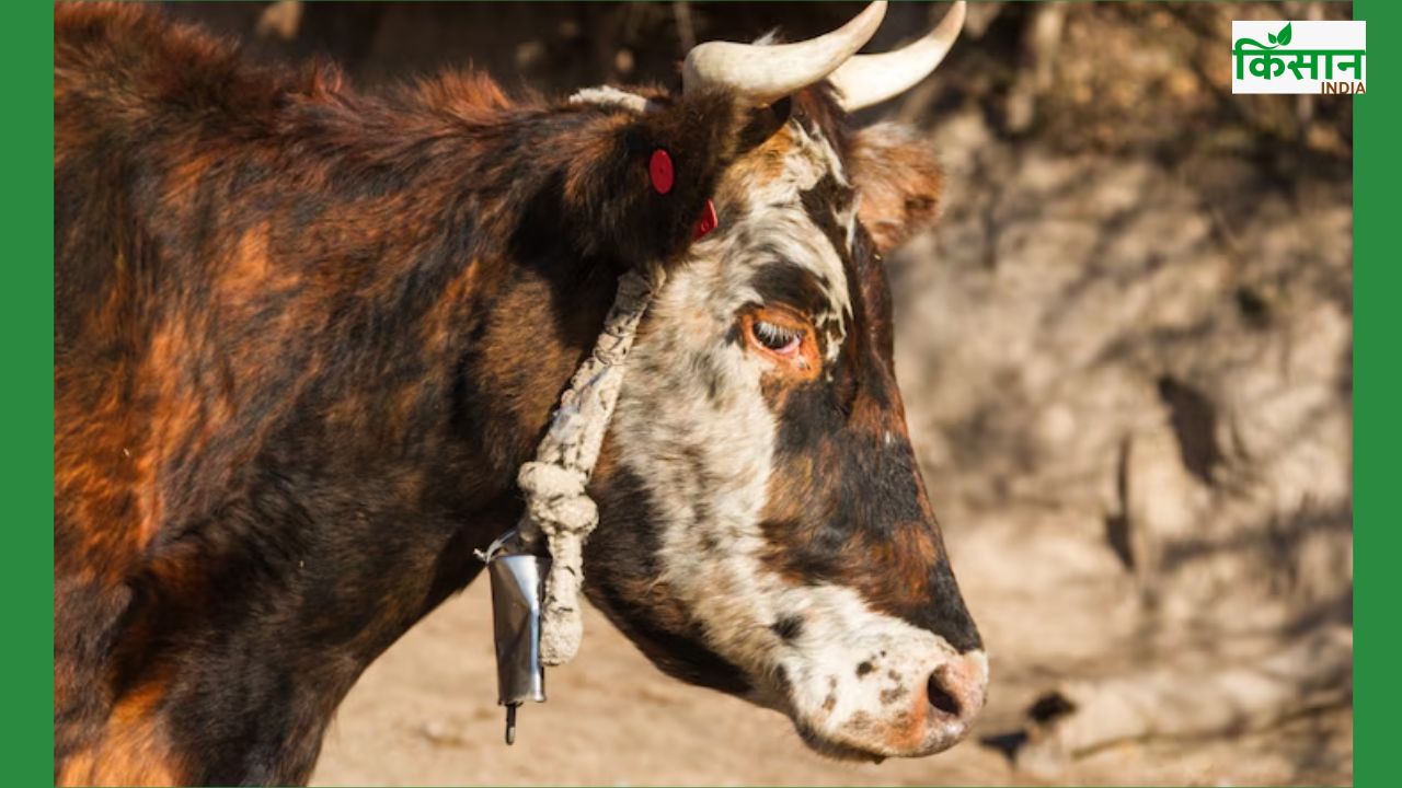 गायों की बीमारी नहीं बनेगी सिरदर्द, कारगर हैं ये देसी उपाय