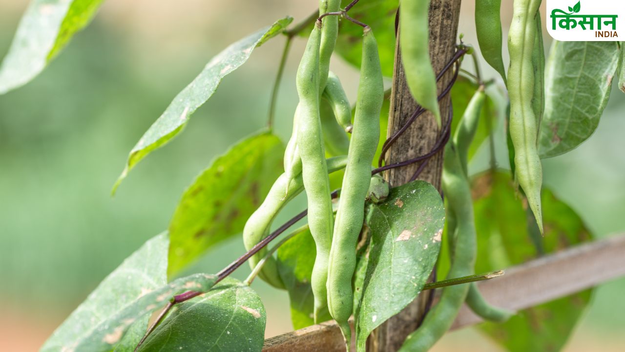 लोबिया की खेती बढ़ाएगी कमाई, किसान इस विधि से करें बुवाई