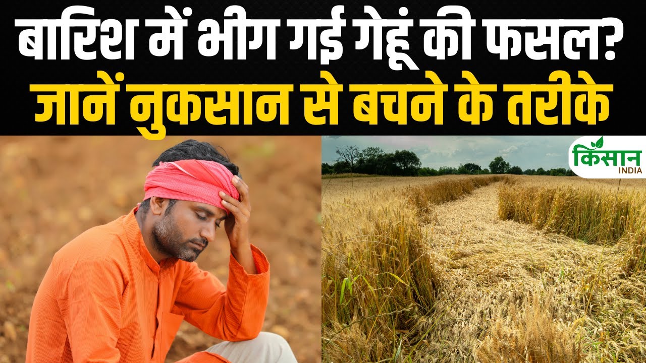 Crop Damage: बेमौसम बारिश से भीग गई है फसल तो तुरंत करें ये काम