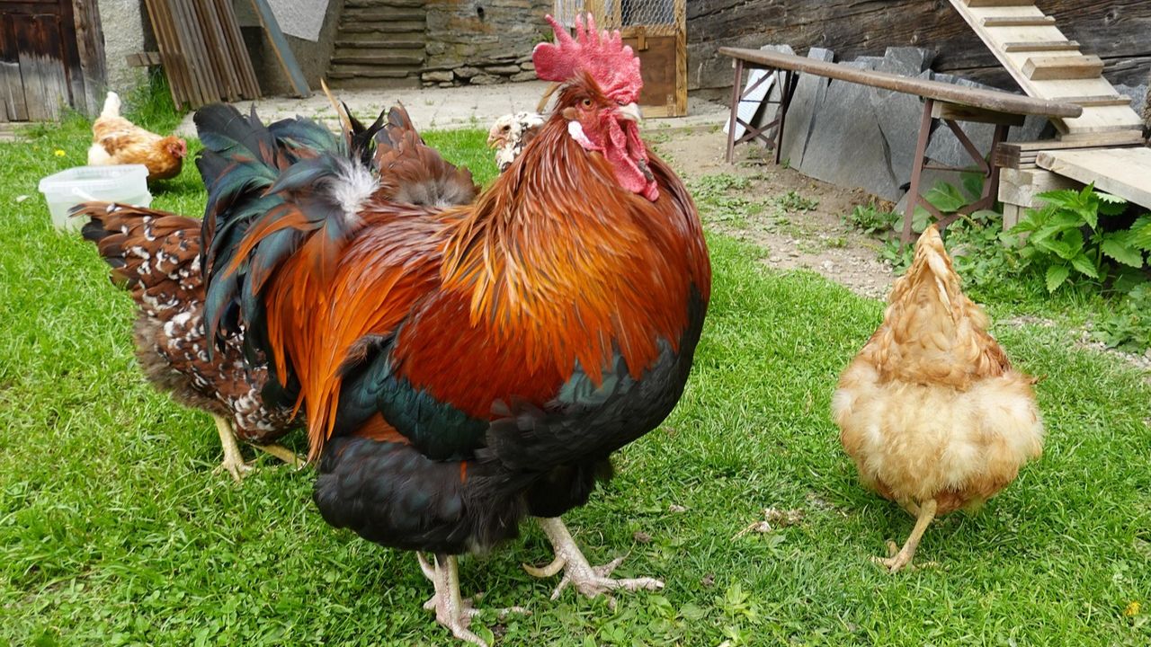Poultry Farming: देसी मुर्गी बन गई किसानों की कमाई का हथियार, जानिए पूरा प्लान