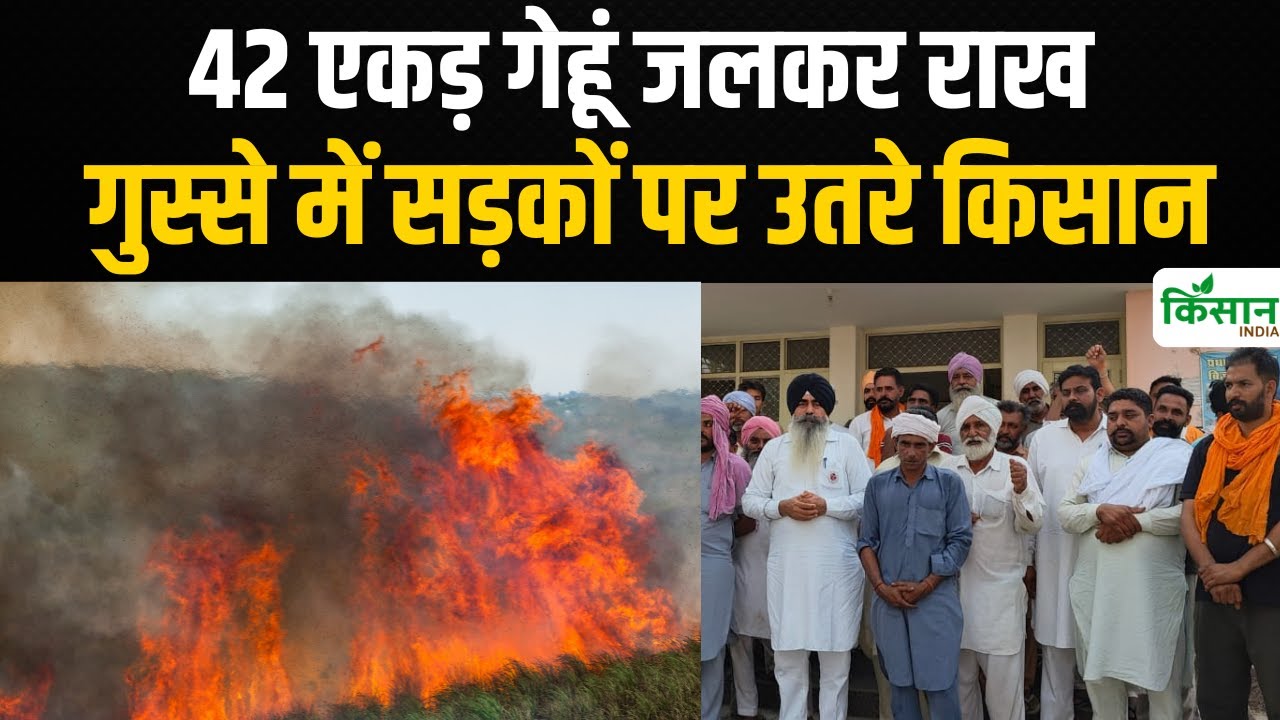 42 एकड़ गेहूं जला, मुआवजे को लेकर किसानों का प्रदर्शन