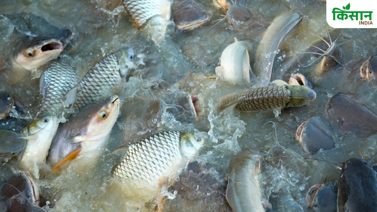 मछलियों में बढ़ रहीं ये 3 खतरनाक बीमारियां, किसान ऐसे इलाज कर नुकसान से बचें