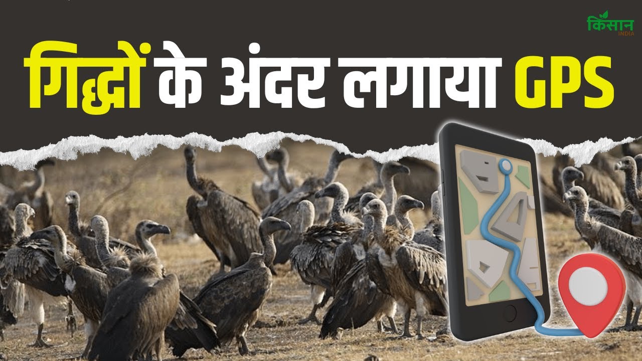 गिद्धों को मिल गया डिजिटल सुरक्षा कवच! MP सरकार का बड़ा फैसला