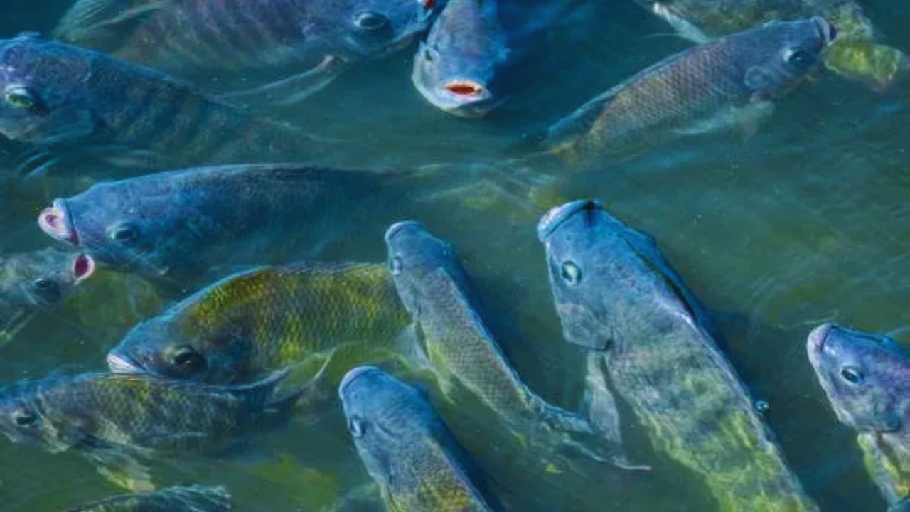 Fish Farming: इन मछलियों में छिपा है सेहत का खजाना, फायदे जानकर चौंक जाएंगे आप
