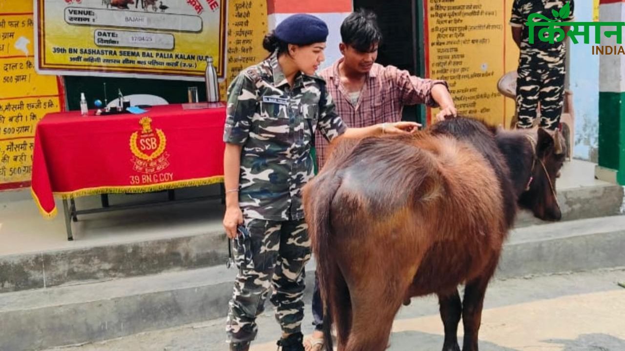 FMD: पशुओं की जान बचाने उतरी SSB, जवानों ने गांव में संभाला मोर्चा