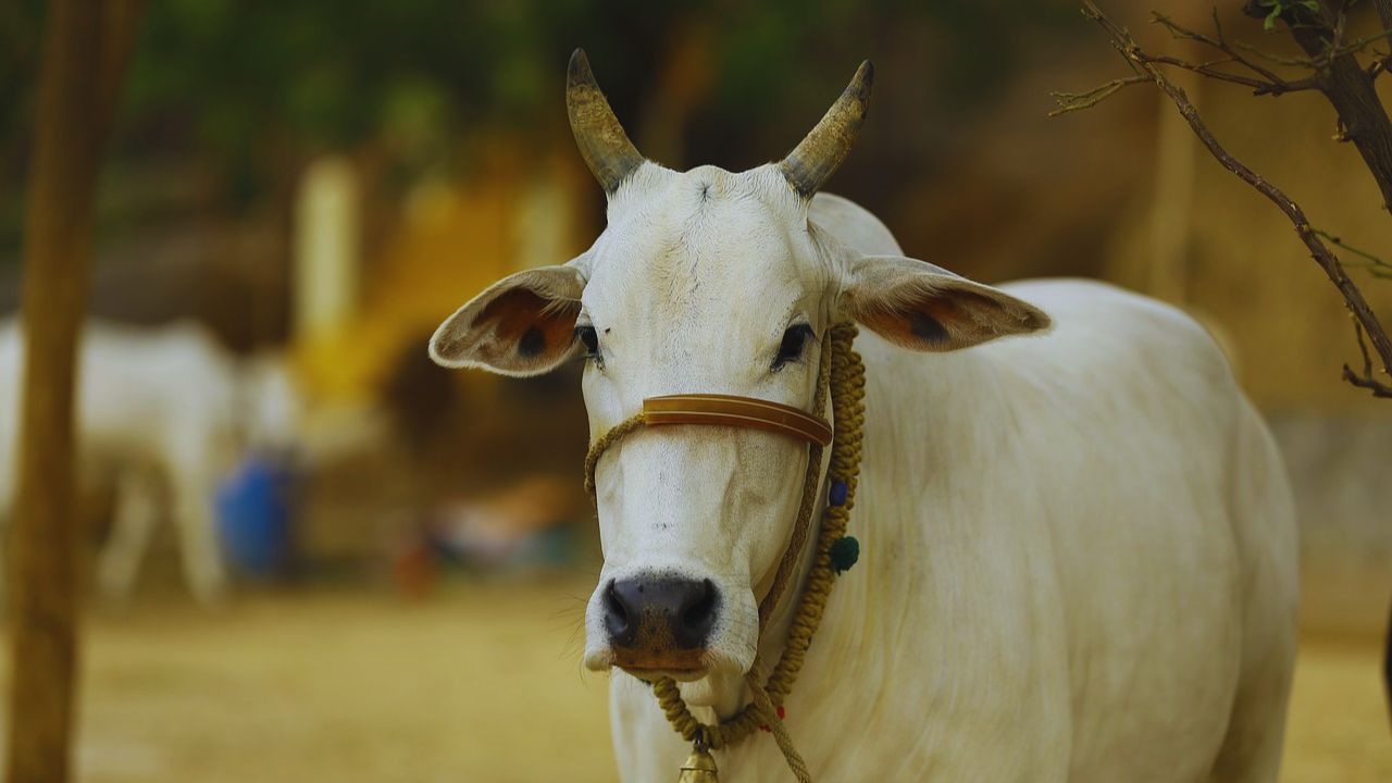 गांव की बेटियां बन रहीं डेयरी उद्यमी, सब्सिडी पर मिल रहीं अच्छी नस्ल की गायें