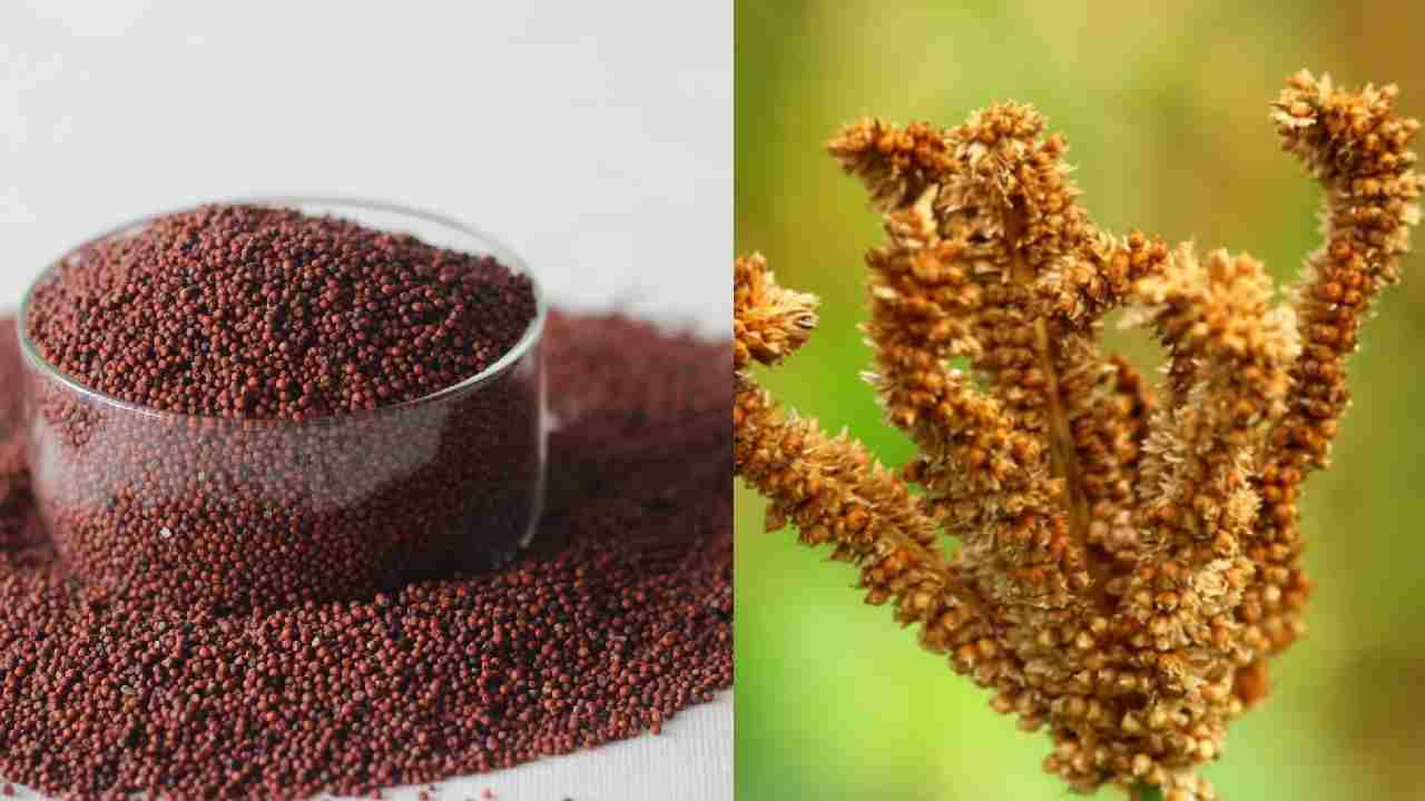 खेतों में रागी लगाना है फायदेमंद, जानें कैसे करें शुरुआत