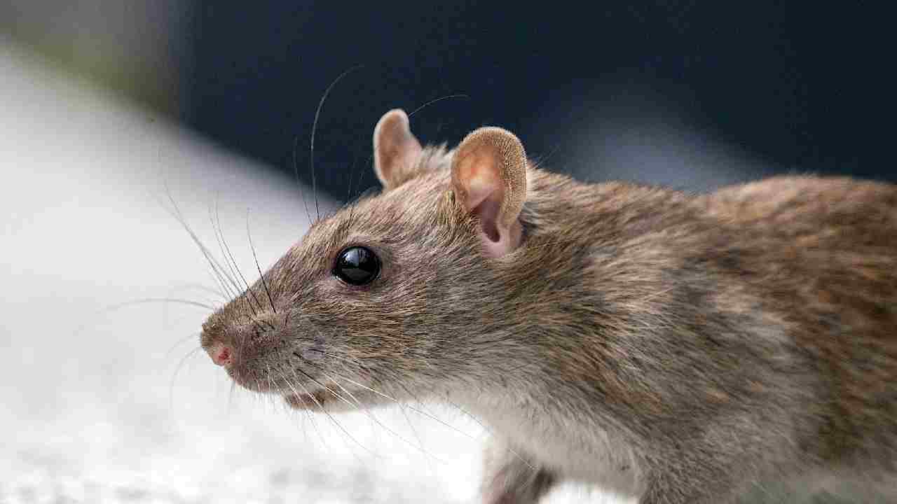 चूहों के आतंक से हैं परेशान, तो फसल बचाने के लिए अपनाएं ये टिप्स