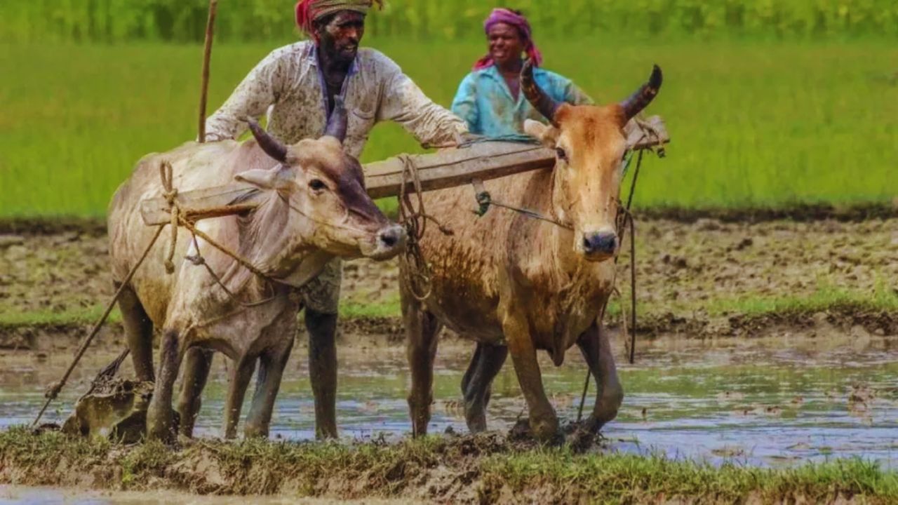 खरीफ बुवाई से पहले किसानों के खाते में आए 1025 करोड़ रुपये, खाद-बीज खरीदेंगे