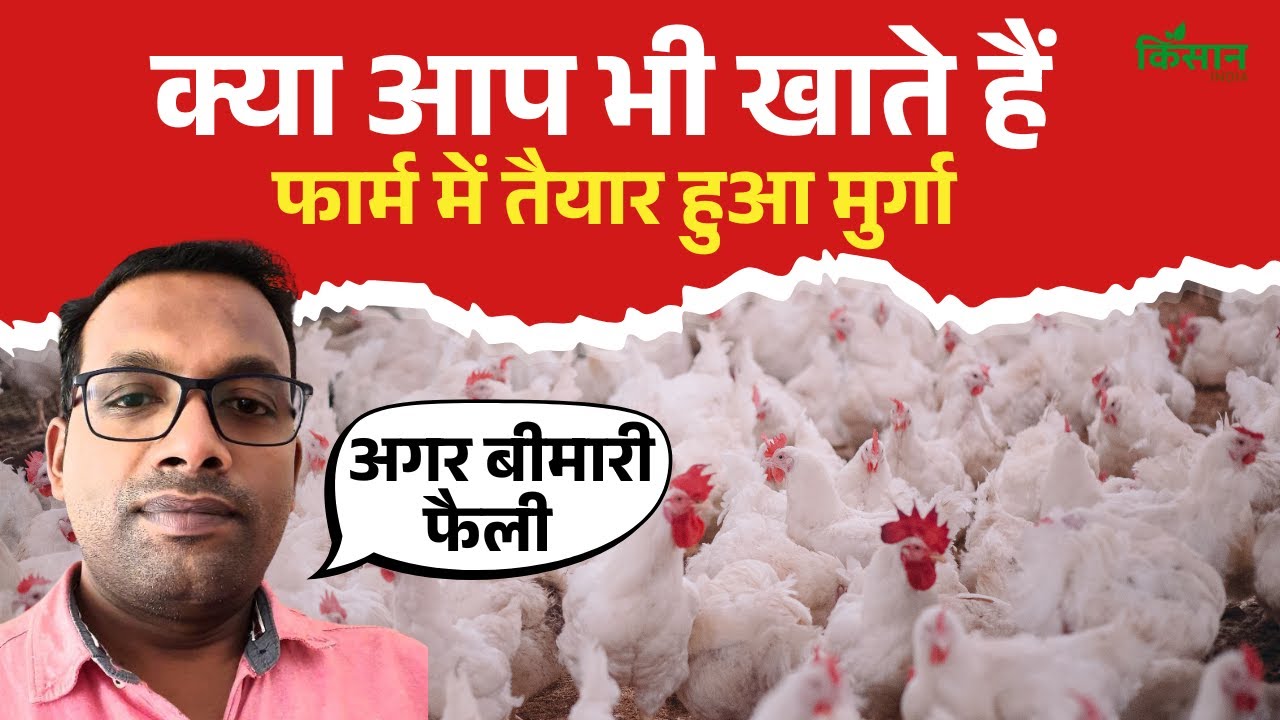 क्या पॉल्ट्री फार्म में तैयार चिकेन खाना चाहिए, विशेषज्ञ से जानिए क्या है नुकसान