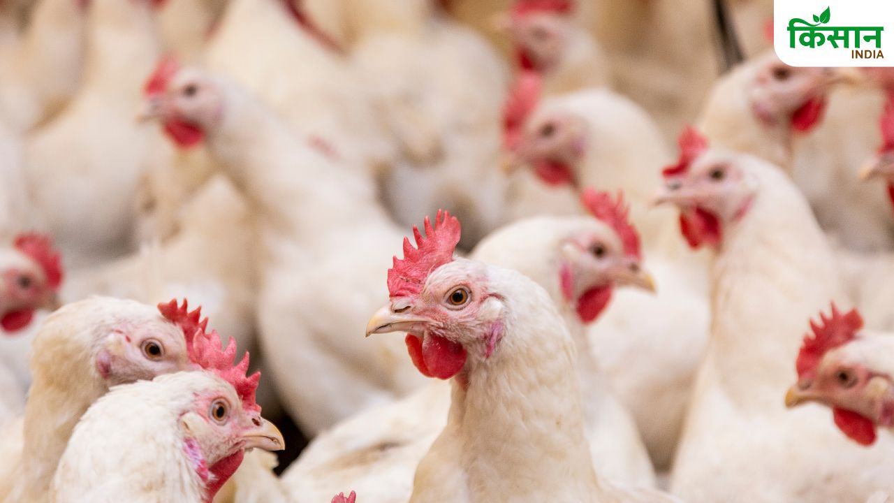 Poultry Business: पोल्ट्री फार्म खोलने के लिए जरूरी है लाइसेंस, कितनी आएगी लागत?
