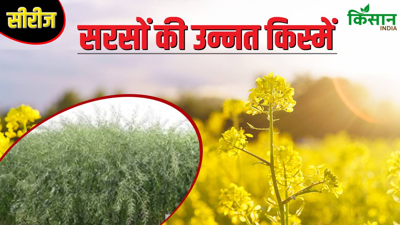 पानी की कमी और बीमारी की मार से बचाएगी सरसों की ये खास किस्म ‘पूसा स्वर्णिम’