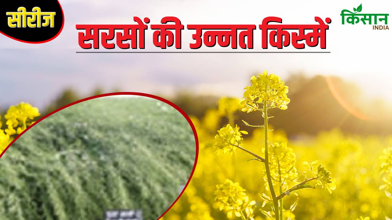 मैदानी इलाकों में खेती के लिए सरसों की नई वैरायटी, किसानों की लागत घट रही