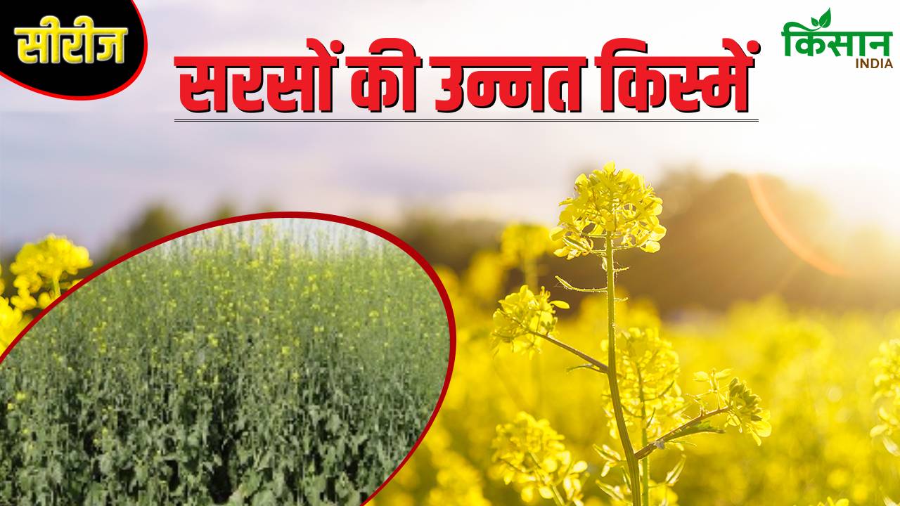 125 दिनों में 25 क्विंटल उपज दे रही ICAR की नई सरसों किस्म, किसानों को आ रही पसंद