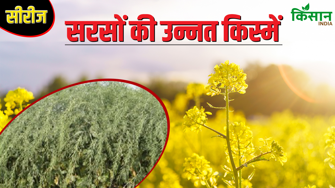 गर्म मौसम में ज्यादा उपज दे रही सरसों की नई किस्म, कम लागत में अधिक तेल रिकवरी