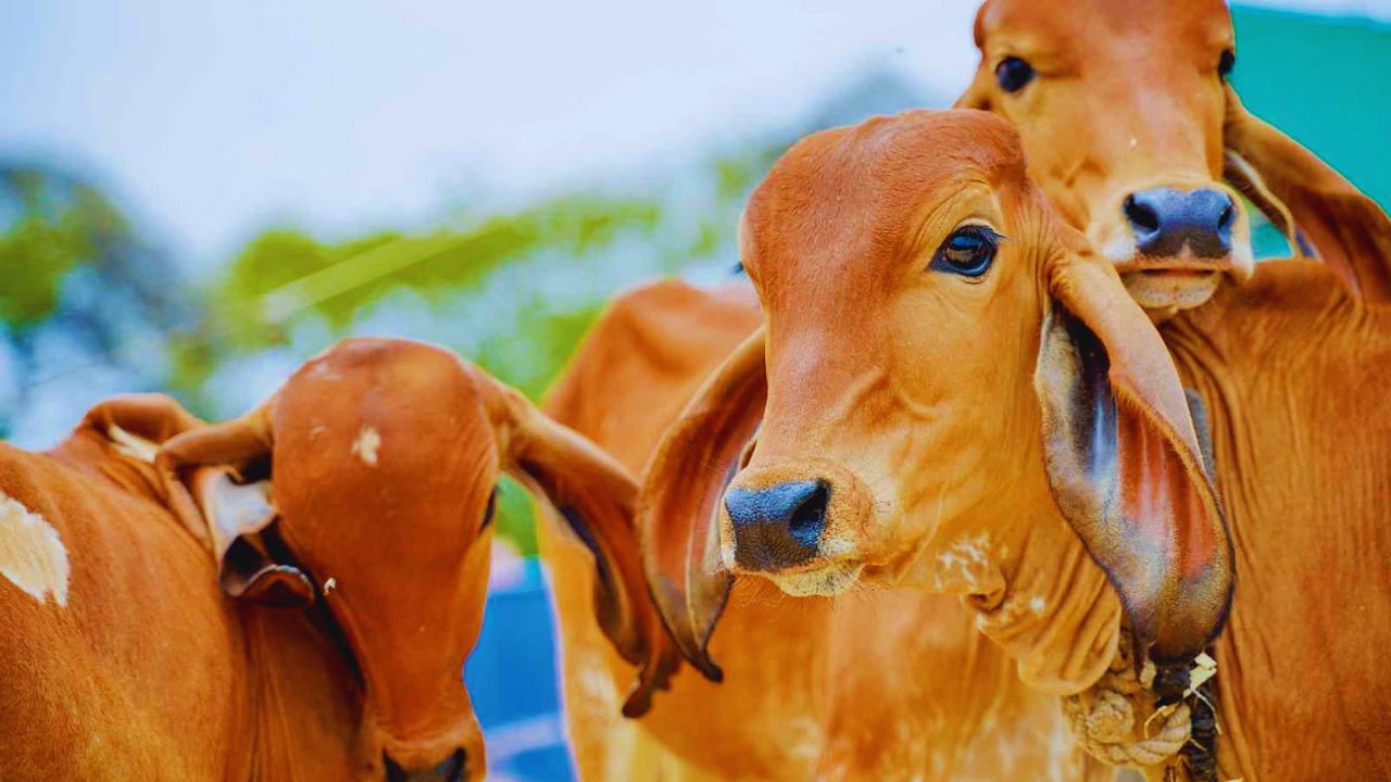 डेयरी किसानों की कमाई बढ़ा रहे गोकुल ग्राम, देसी गायों का दूध उत्पादन भी बढ़ा