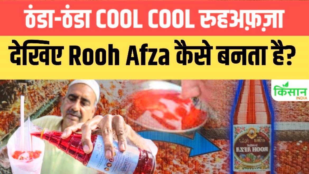 दवा जो शरबत बनी, जानिए किन चीजों के साथ और कैसे बनाया जाता है Rooh Afza