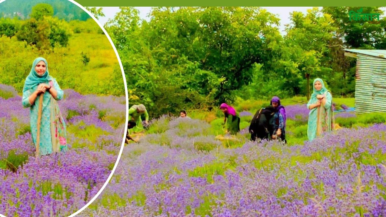 लैवेंडर की खेती ने बनाया करोड़पति, कश्मीर की रूबीना अपना रहीं खास तकनीक
