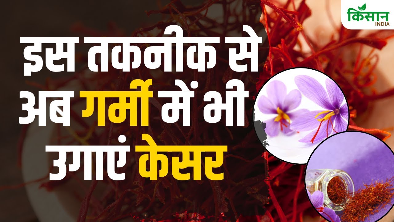 Saffron Farming: ठंड ही नहीं, अब गर्मी में भी करें केसर की खेती