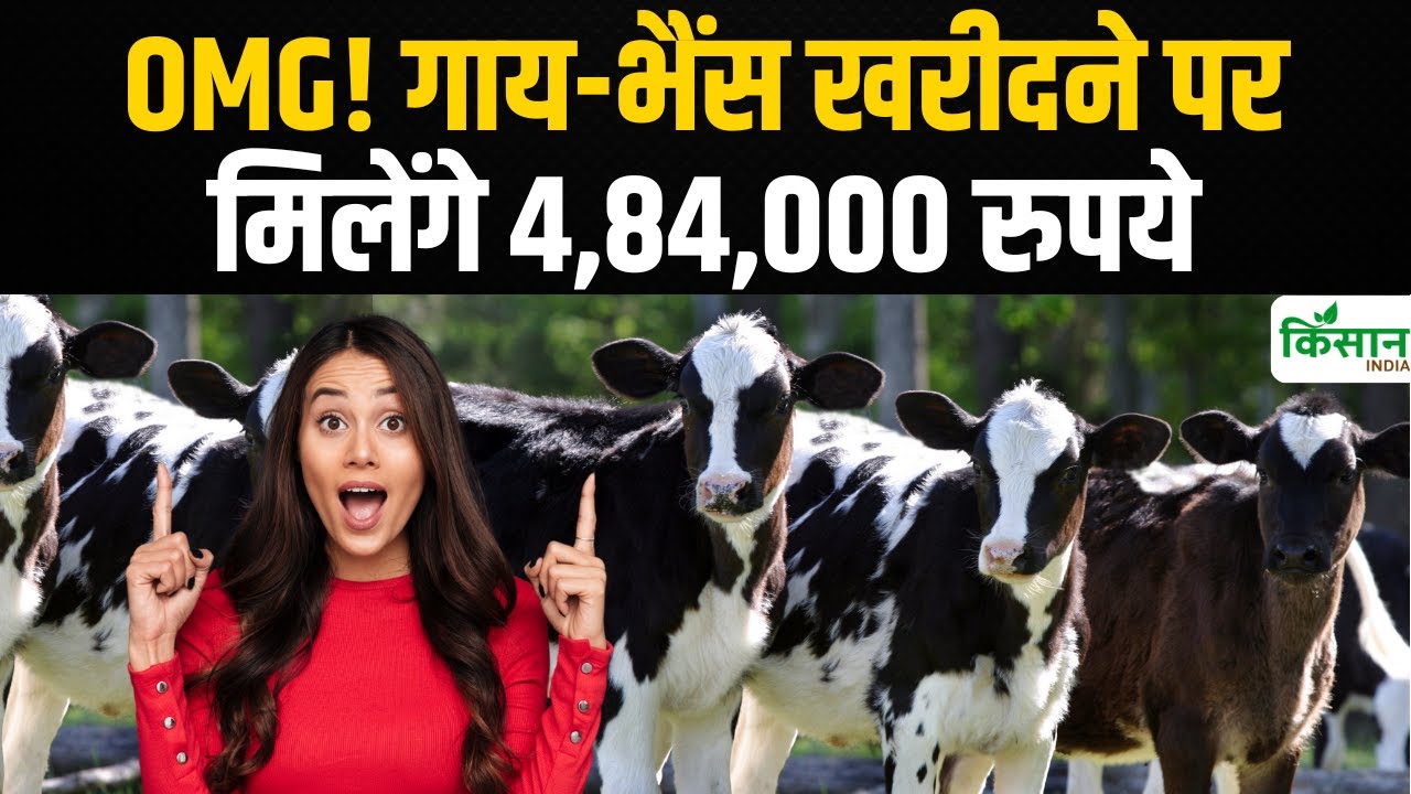 बड़ी खुशखबरी! यहां गाय-भैंस खरीदने पर महिलाओं को मिलेंगे लाखों रुपये, करें अप्लाई