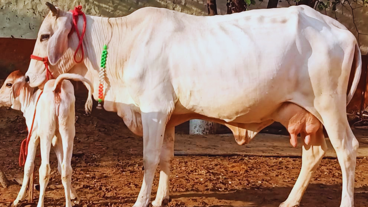 ना फार्महाउस, ना मशीन…बस गायों से हर साल 72 लाख कमा रहा ये किसान
