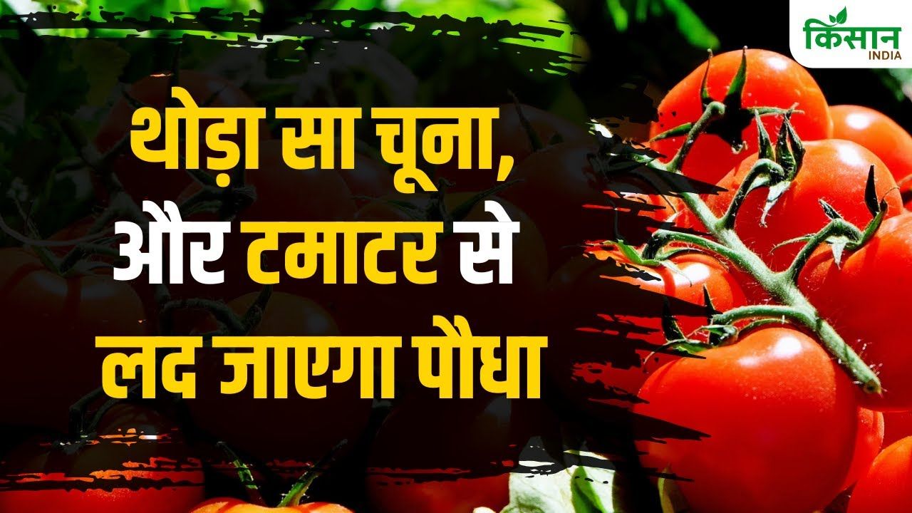 Gardening Tips: टमाटर से लद जाएगा पौधा, अपनाएं ये तरीके