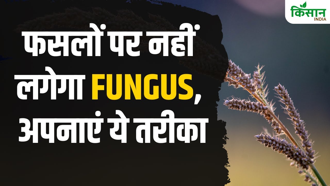 Tips & Tricks: ट्राइकोडर्मा से फसलों में नहीं लगेगा फंगस